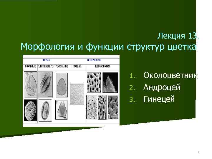 Морфология карточки. Функции морфологии. Морфология андроцея. Морфология лекция. Оценка морфологии и функции.