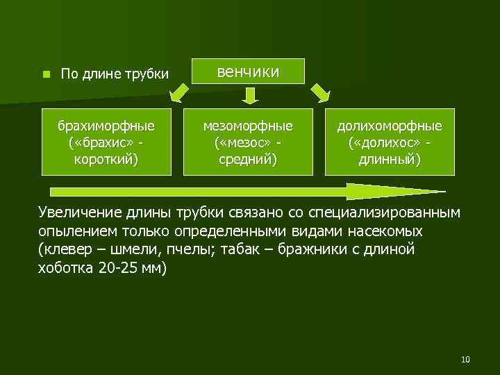 n По длине трубки брахиморфные ( «брахис» короткий) венчики мезоморфные ( «мезос» средний) долихоморфные