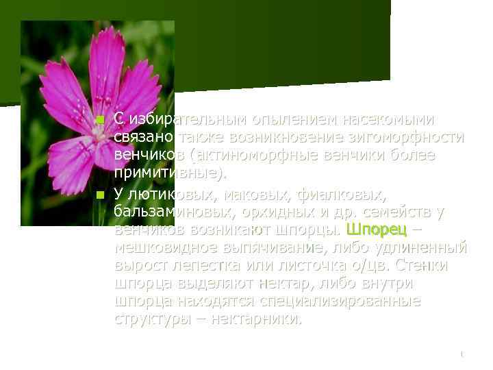 С избирательным опылением насекомыми связано также возникновение зигоморфности венчиков (актиноморфные венчики более примитивные). n