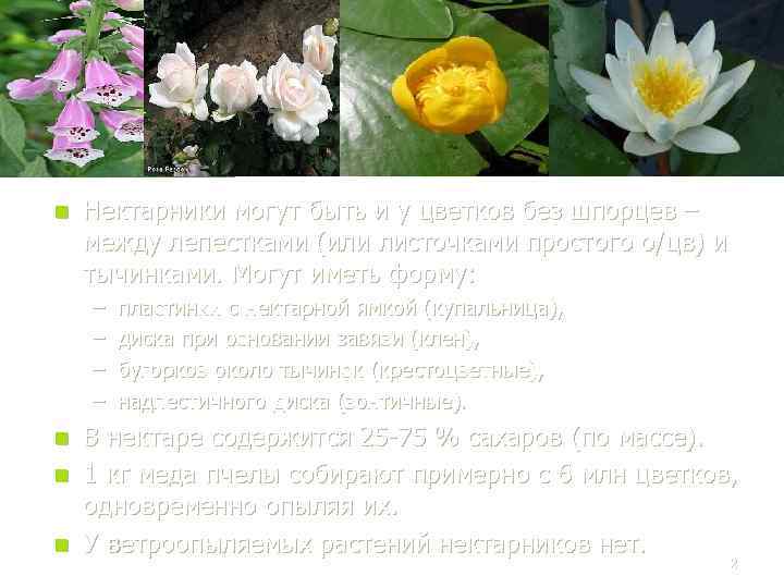 n Нектарники могут быть и у цветков без шпорцев – между лепестками (или листочками