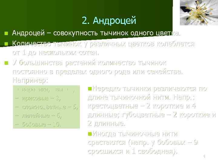 2. Андроцей – совокупность тычинок одного цветка. n Количество тычинок у различных цветков колеблется