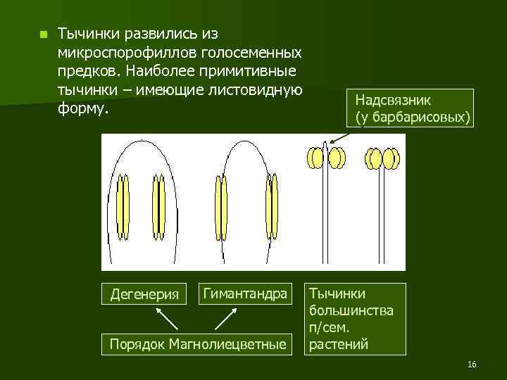 n Тычинки развились из микроспорофиллов голосеменных предков. Наиболее примитивные тычинки – имеющие листовидную форму.