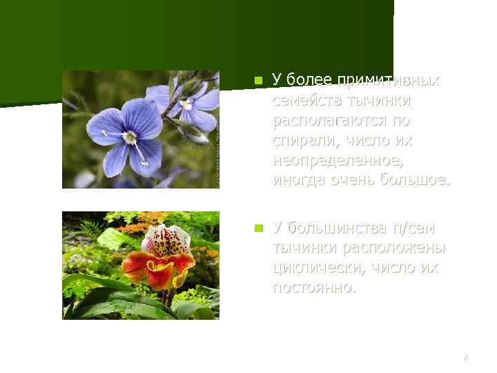 n У более примитивных семейств тычинки располагаются по спирали, число их неопределенное, иногда очень