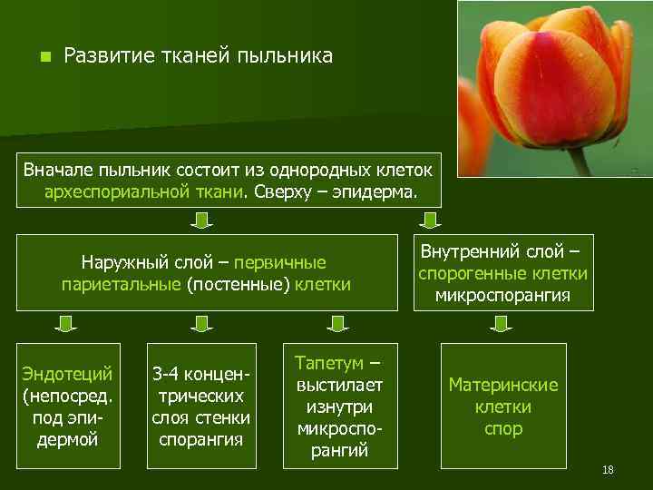 n Развитие тканей пыльника Вначале пыльник состоит из однородных клеток археспориальной ткани. Сверху –