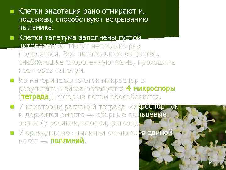 n n n Клетки эндотеция рано отмирают и, подсыхая, способствуют вскрыванию пыльника. Клетки тапетума