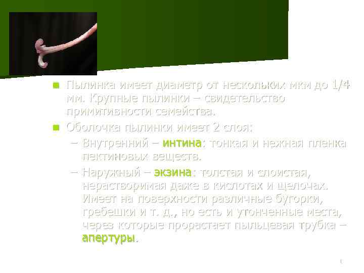 Пылинка имеет диаметр от нескольких мкм до 1/4 мм. Крупные пылинки – свидетельство примитивности