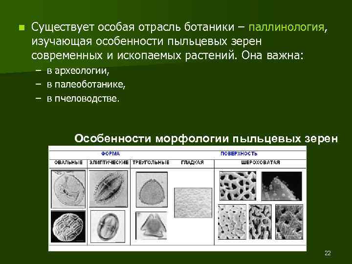n Существует особая отрасль ботаники – паллинология, изучающая особенности пыльцевых зерен современных и ископаемых
