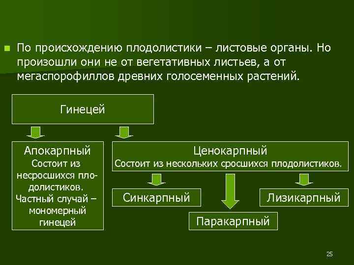 n По происхождению плодолистики – листовые органы. Но произошли они не от вегетативных листьев,