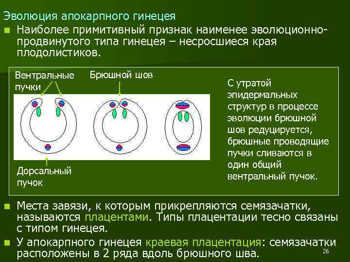 Эволюция апокарпного гинецея n Наиболее примитивный признак наименее эволюционнопродвинутого типа гинецея – несросшиеся края