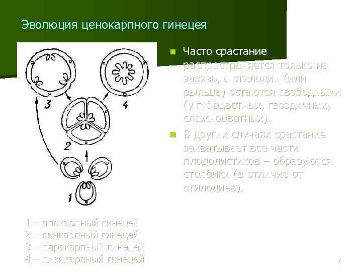 Эволюция ценокарпного гинецея Часто срастание распространяется только на завязь, а стилодии (или рыльца) остаются