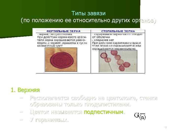 Типы завязи (по положению ее относительно других органов) 1. Верхняя – Располагается свободно на