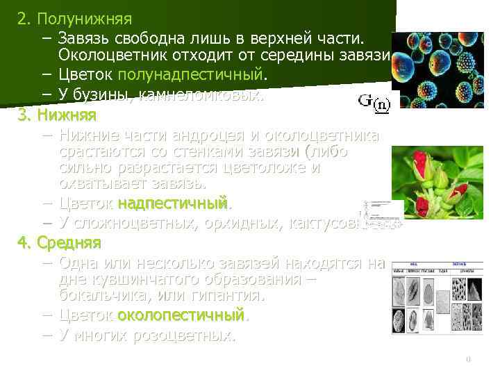 2. Полунижняя – Завязь свободна лишь в верхней части. Околоцветник отходит от середины завязи.
