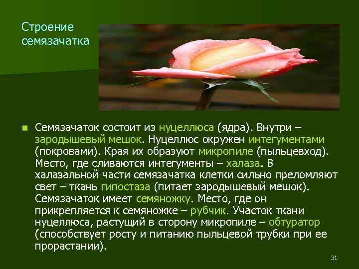 Строение семязачатка n Семязачаток состоит из нуцеллюса (ядра). Внутри – зародышевый мешок. Нуцеллюс окружен