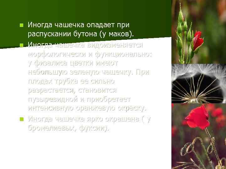 Иногда чашечка опадает при распускании бутона (у маков). n Иногда чашечка видоизменяется морфологически и