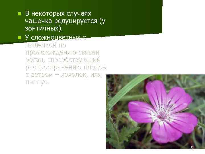 В некоторых случаях чашечка редуцируется (у зонтичных). n У сложноцветных с чашечкой по происхождению