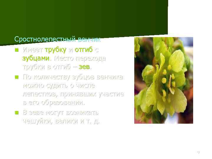 Сростнолепестный венчик n Имеет трубку и отгиб с зубцами. Место перехода трубки в отгиб