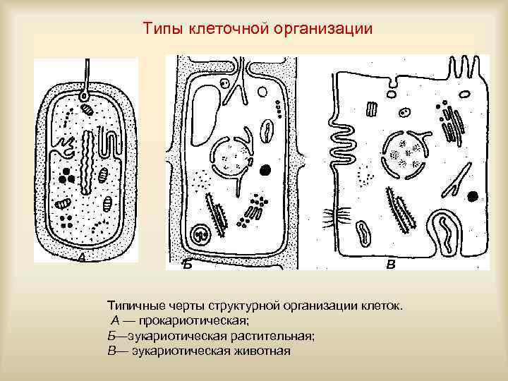 Типы клеточной организации А Б В Типичные черты структурной организации клеток. А — прокариотическая;