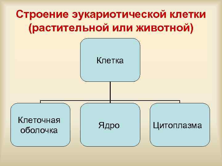 Строение эукариотической клетки (растительной или животной) Клетка Клеточная оболочка Ядро Цитоплазма 