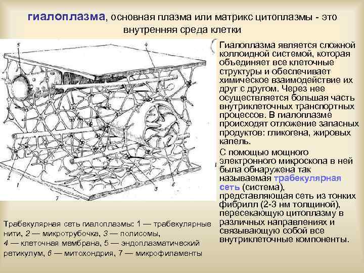гиалоплазма, основная плазма или матрикс цитоплазмы - это внутренняя среда клетки • Гиалоплазма является