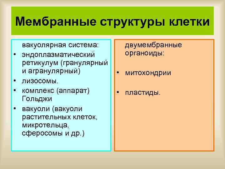 Мембранные структуры клетки • • вакуолярная система: двумембранные органоиды: эндоплазматический ретикулум (гранулярный и агранулярный)