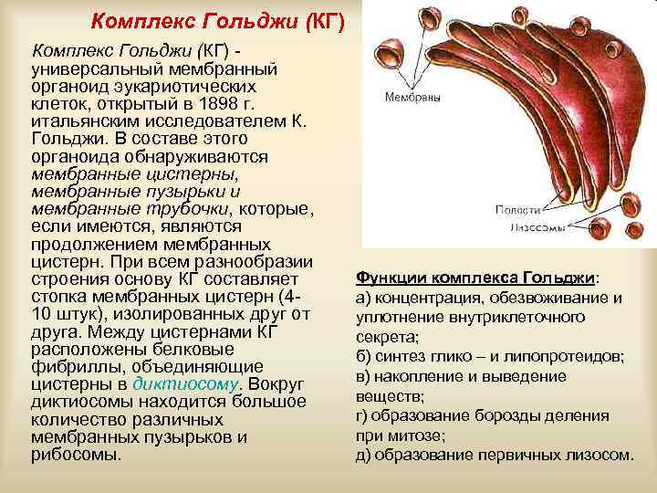 Комплекс Гольджи (КГ) - универсальный мембранный органоид эукариотических клеток, открытый в 1898 г. итальянским