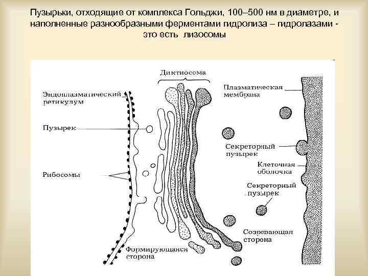 Пузырьки, отходящие от комплекса Гольджи, 100– 500 нм в диаметре, и наполненные разнообразными ферментами