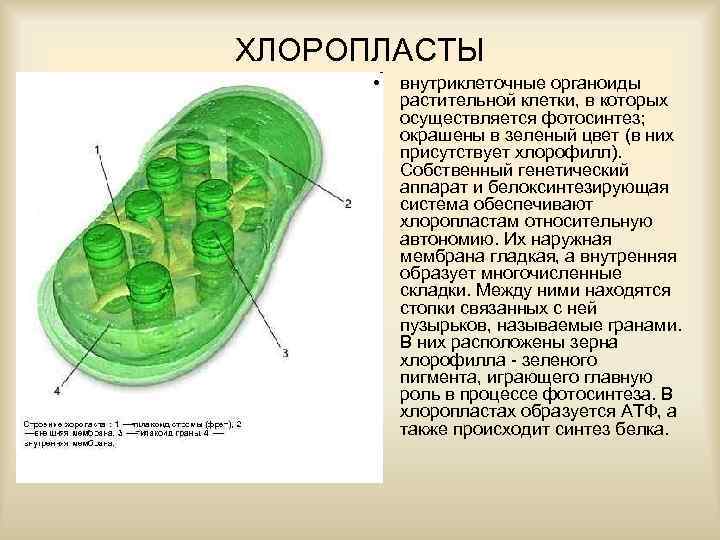 ХЛОРОПЛАСТЫ • внутриклеточные органоиды растительной клетки, в которых осуществляется фотосинтез; окрашены в зеленый цвет
