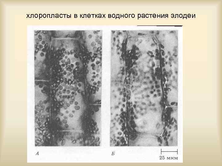 хлоропласты в клетках водного растения элодеи 