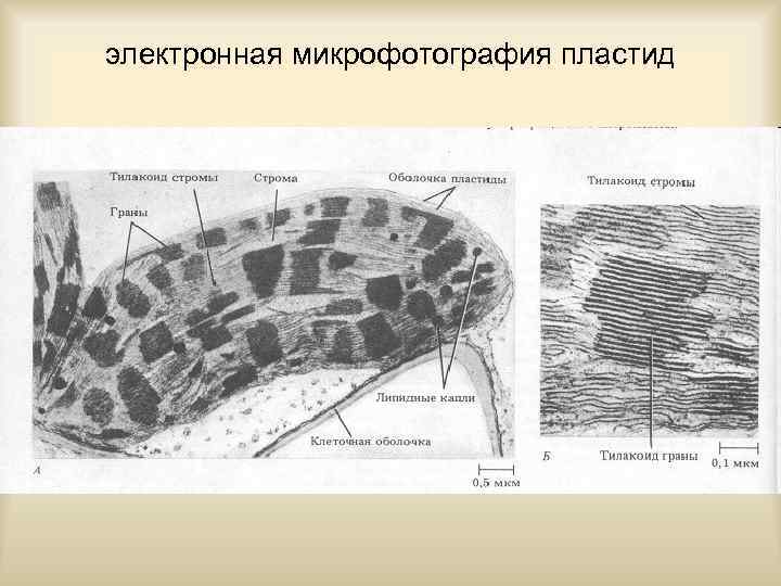 электронная микрофотография пластид 