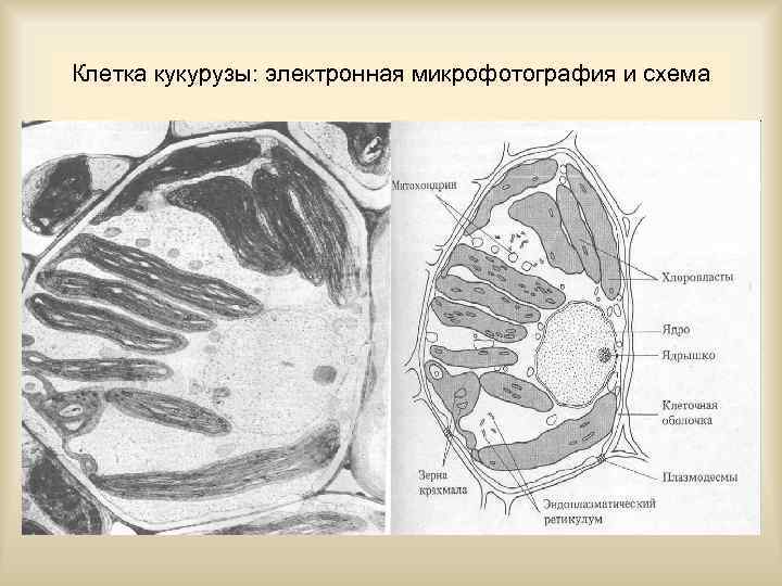 Клетка кукурузы: электронная микрофотография и схема 