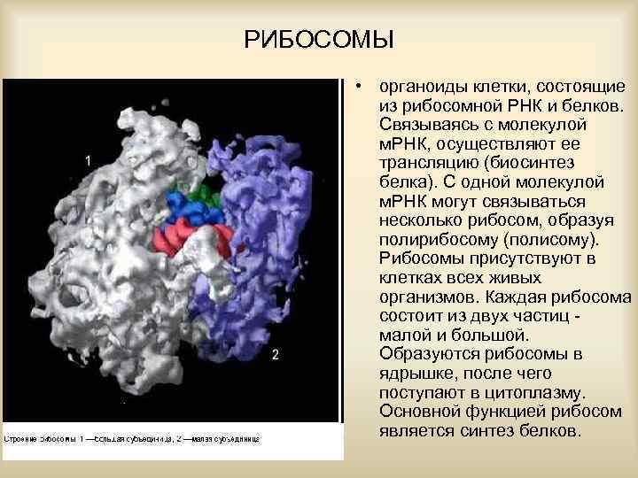 РИБОСОМЫ • органоиды клетки, состоящие из рибосомной РНК и белков. Связываясь с молекулой м.