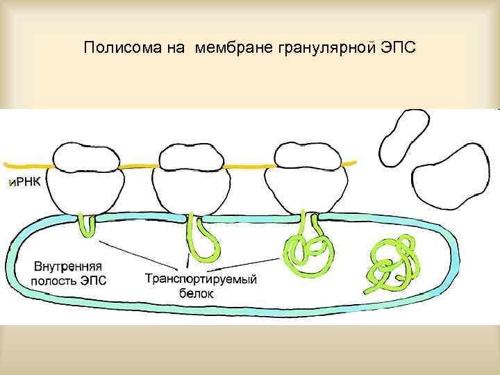 Полисома на мембране гранулярной ЭПС 