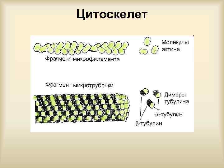Цитоскелет 
