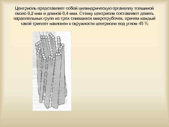 Центриоль представляет собой цилиндрическую органеллу толщиной около 0, 2 мкм и длиной 0, 4