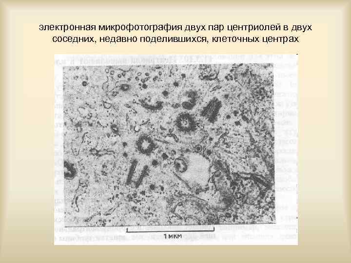 электронная микрофотография двух пар центриолей в двух соседних, недавно поделившихся, клеточных центрах 