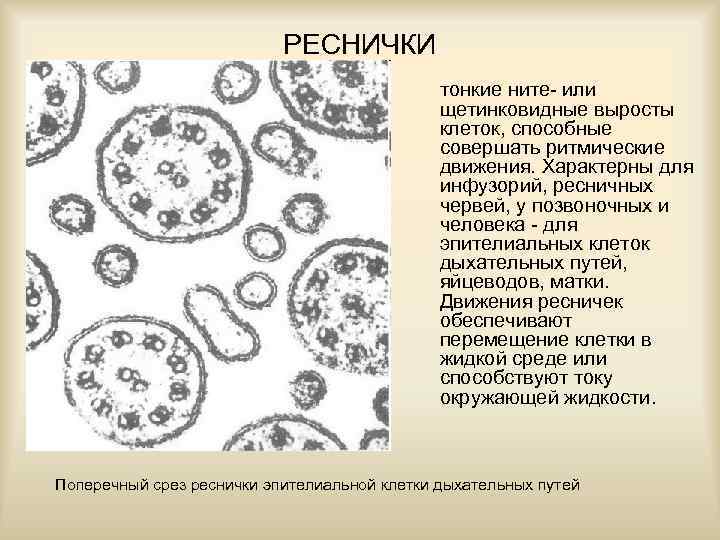РЕСНИЧКИ тонкие ните- или щетинковидные выросты клеток, способные совершать ритмические движения. Характерны для инфузорий,