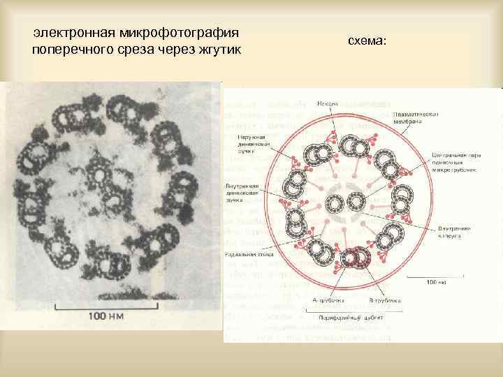 электронная микрофотография поперечного среза через жгутик схема: 