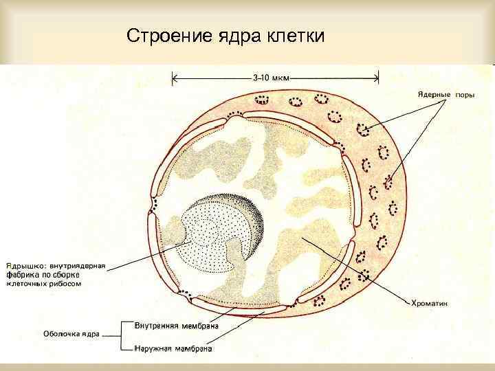 Строение ядра клетки 