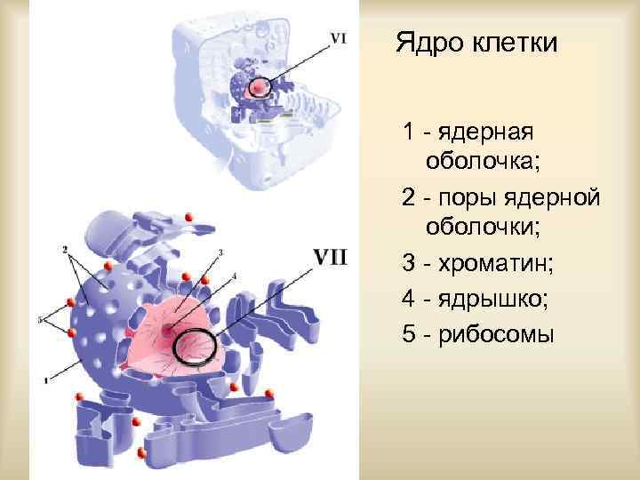Ядро клетки 1 - ядерная оболочка; 2 - поры ядерной оболочки; 3 - хроматин;