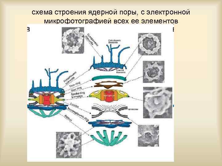 схема строения ядерной поры, с электронной микрофотографией всех ее элементов 