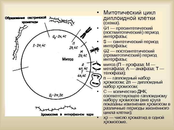  • Митотический цикл диплоидной клетки • • (схема). G 1 — пресинтетический (постмитотический)