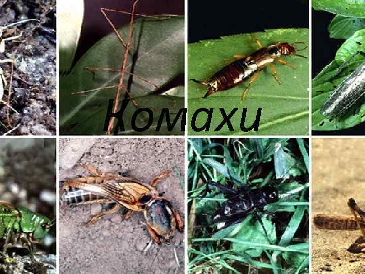 Комахи 