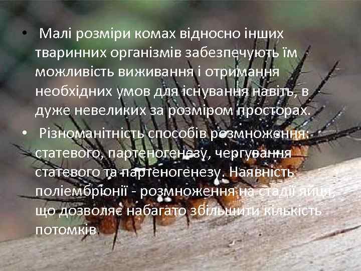  • Малі розміри комах відносно інших тваринних організмів забезпечують їм можливість виживання і