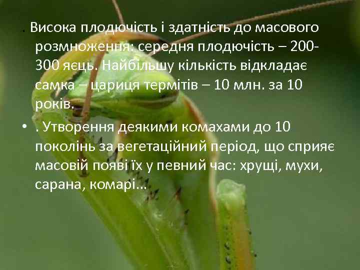 . Висока плодючість і здатність до масового розмноження: середня плодючість – 200300 яєць. Найбільшу