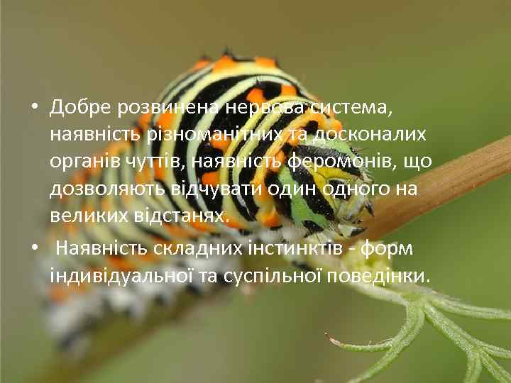  • Добре розвинена нервова система, наявність різноманітних та досконалих органів чуттів, наявність феромонів,