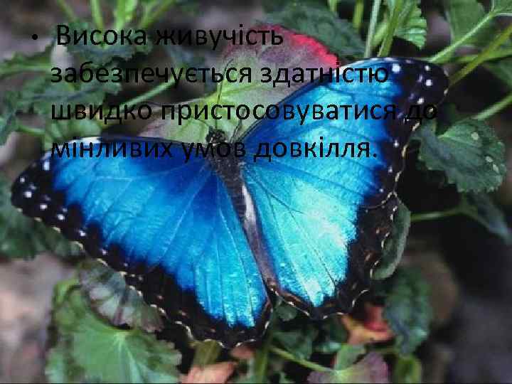  • Висока живучість забезпечується здатністю швидко пристосовуватися до мінливих умов довкілля. 