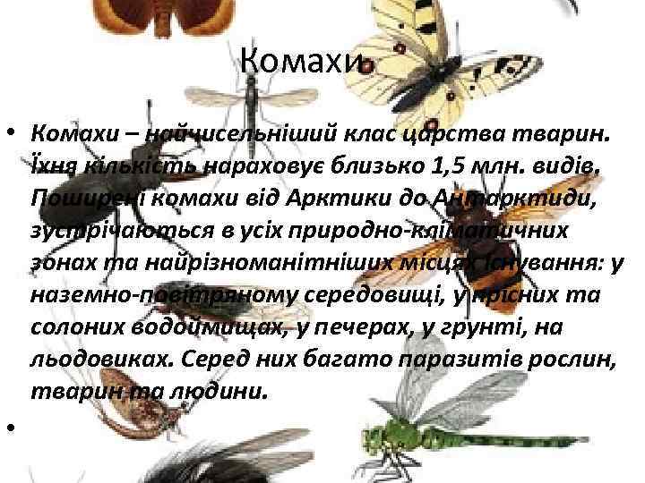 Комахи • Комахи – найчисельніший клас царства тварин. Їхня кількість нараховує близько 1, 5