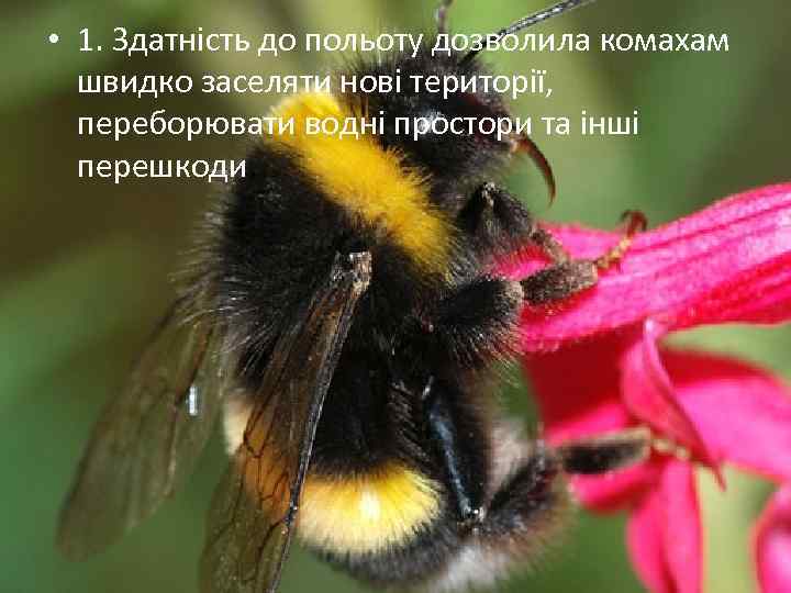  • 1. Здатність до польоту дозволила комахам швидко заселяти нові території, переборювати водні