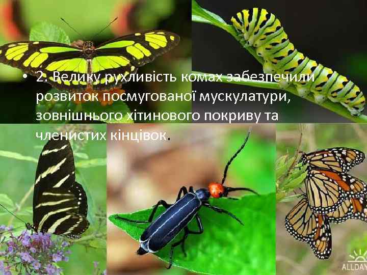  • 2. Велику рухливість комах забезпечили розвиток посмугованої мускулатури, зовнішнього хітинового покриву та
