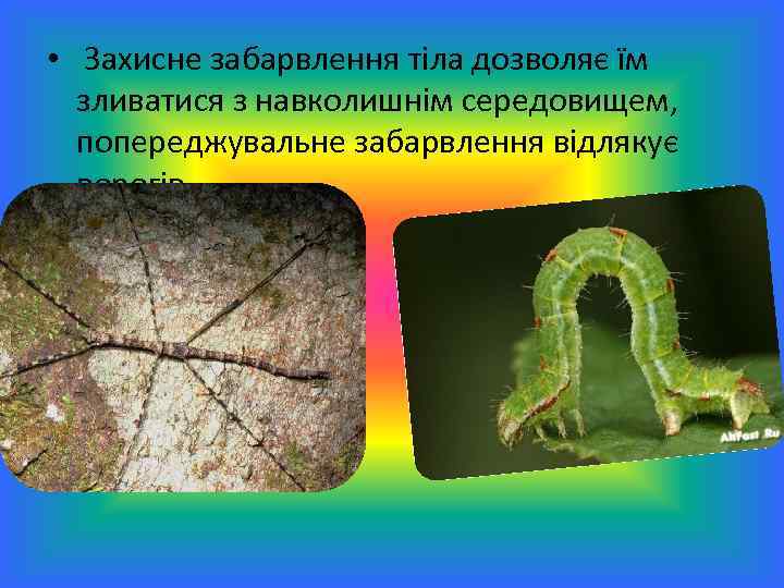  • Захисне забарвлення тіла дозволяє їм зливатися з навколишнім середовищем, попереджувальне забарвлення відлякує